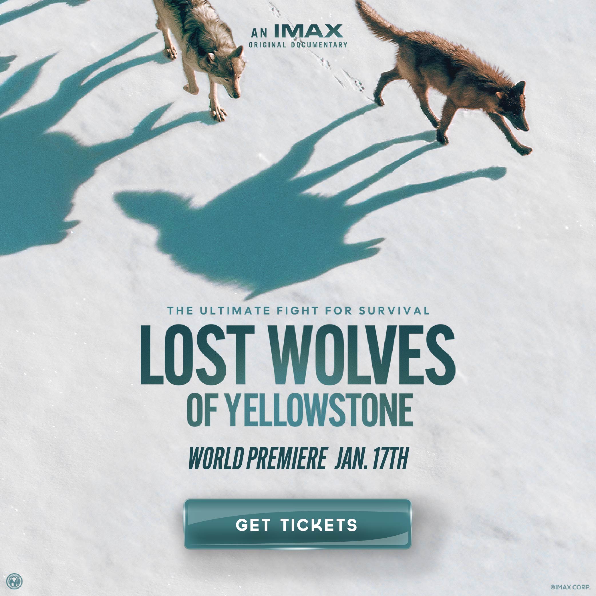 AN IMAX ORIGINAL THE ULTIMATE FIGHT FOR SURVIVAL LOST WOLVES OF YELLOWSTONE WORLDPRfMlfRf JAN. 17TH GET TICKETS 01M AX CORP.