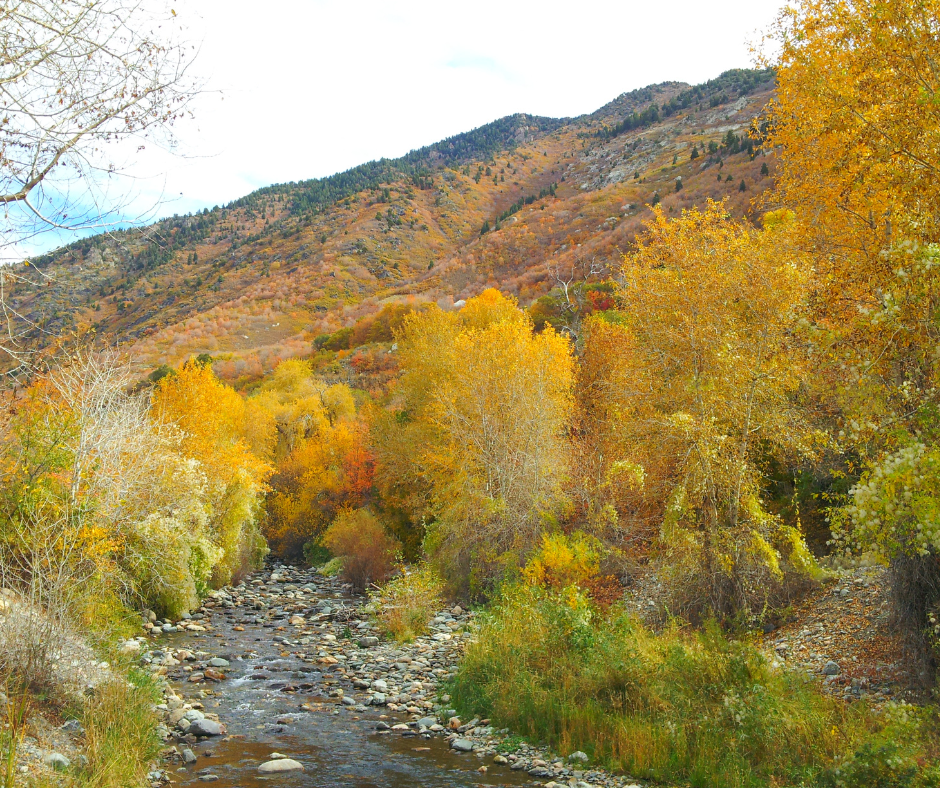 A river running through a forest.
