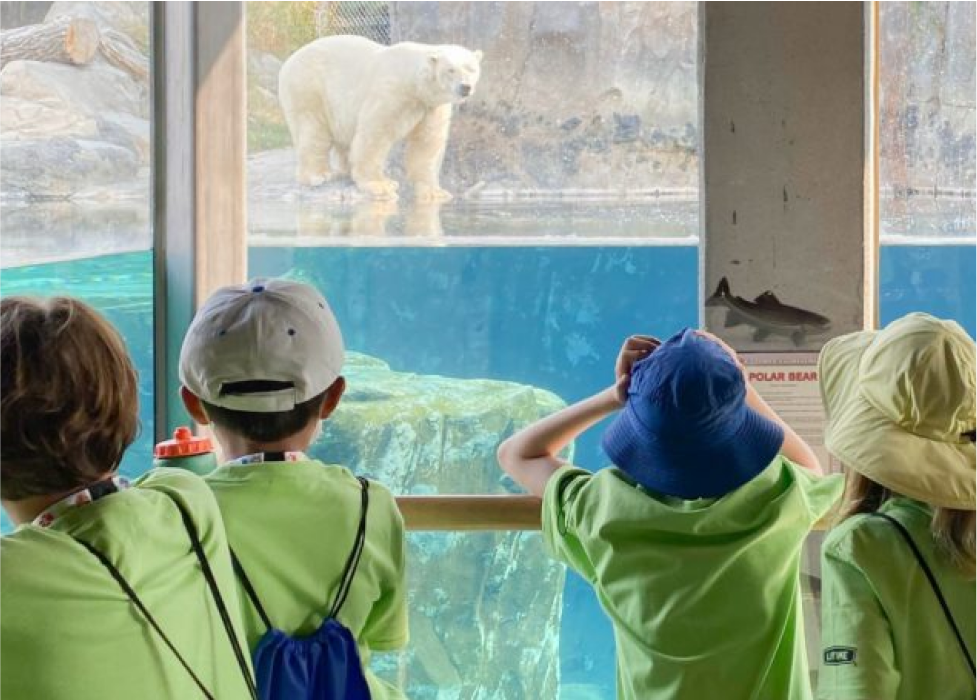 A polar bear in a zoo exhibit.