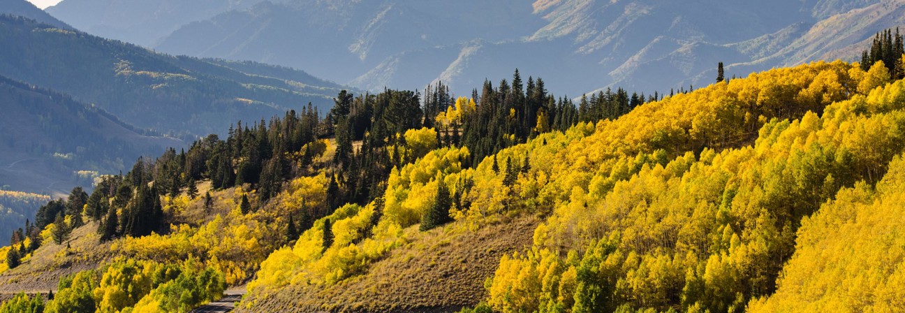 A landscape with trees and mountains in the back.