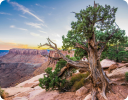 A tree in a desert.