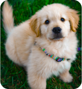 A dog lying on grass.