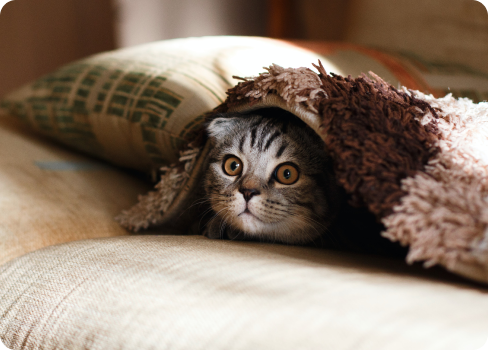 A cat wrapped in a blanket.