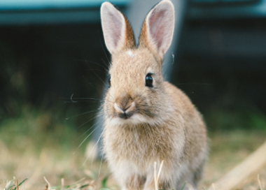 A brown and white rabbit.