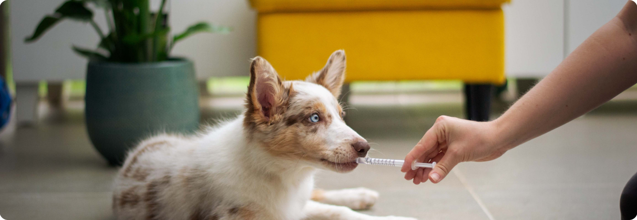 A dog sitting on the floor.