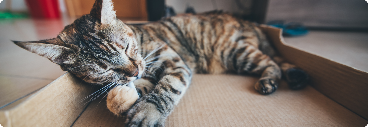 A cat lying on a table.