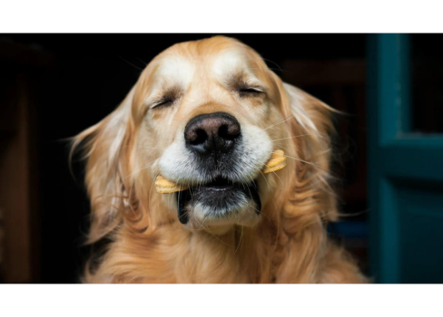 A dog with its eyes closed.