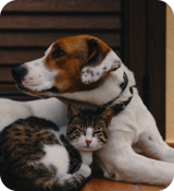 A dog and cat lying together.