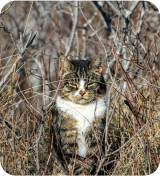 A cat sitting in a tree.