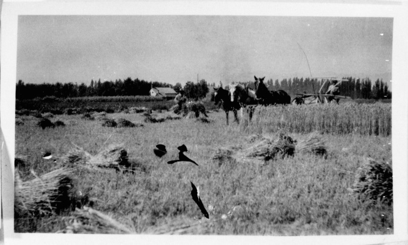 A group of horses and birds in a field.