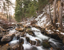 A stream in a forest.