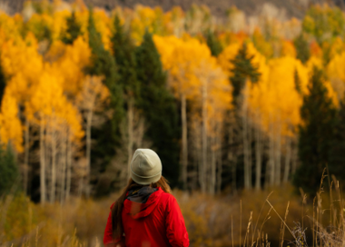 A person walking in a field of yellow trees.