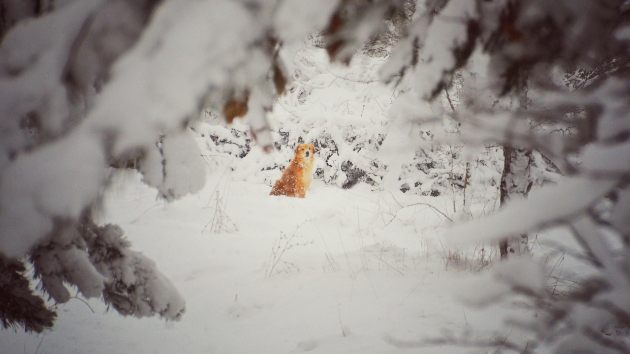 A small orange bug on a white surface.