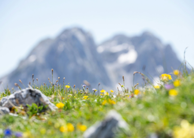 A field of flowers with a mountain in the background.