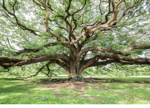 A tree with a colorful object in it.