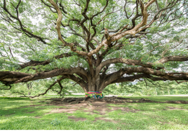 A tree with a colorful object in it.