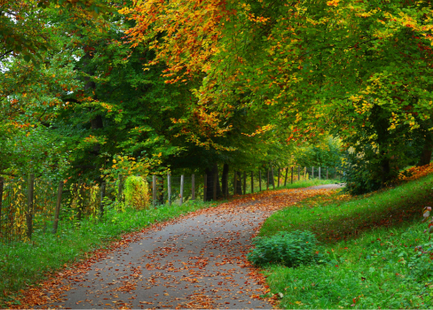 A road with trees on either side.