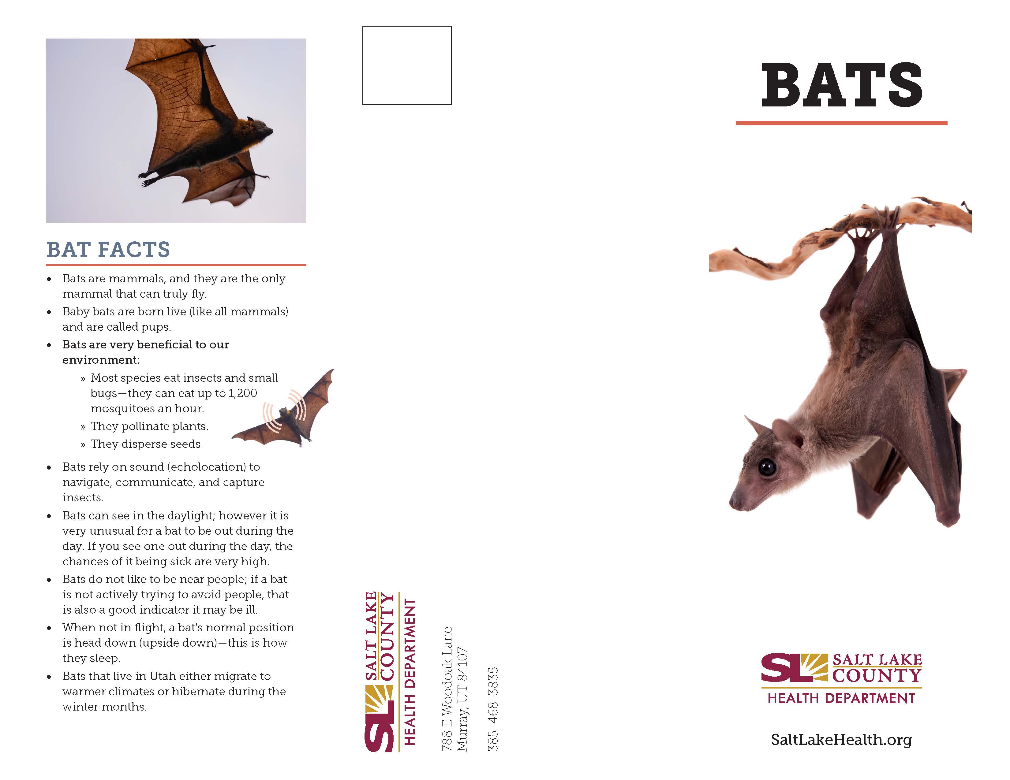 BAT FACTS Bats are mammals, and they are the only mammal that can truly fly. Baby bats are born live (like all mammals) and are called pups. Bats are very beneficial to our environment: » Most species eat insects and small bugs—they can eat up to 1200 mosquitoes an hour. » They pollinate plants. » They disperse seeds. Bats rely on sound (echolocation) to navigate, communicate, and capture insects. Bats can see in the daylight; however it is very unusual for a bat to be out during the day. If you see one out during the day, the chances of it being sick are very high. Bats do not like to be near people; if a bat is not actively trying to avoid people, that is also a good indicator it may be ill. When not in flight, a bat's normal position is head down (upside down)—this is how they sleep. Bats that live in Utah either migrate to warmer climates or hibernate during the winter months. BATS V SALT LAKE COUNTY HEALTH DEPARTMENT SaltLakeHealth.org