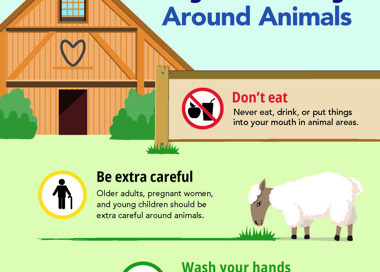 Animals carry germs that can make people sick. Stay Healthy Around Animals Don't eat Never eat, drink, or put things into your mouth in animal areas. Be extra careful Older adults, pregnant women, and young children should be extra careful around animals. Wash your hands with soap and water right after visiting animal areas. Use alcohol-based hand sanitizer if soap and water are not available. SALT LAKE