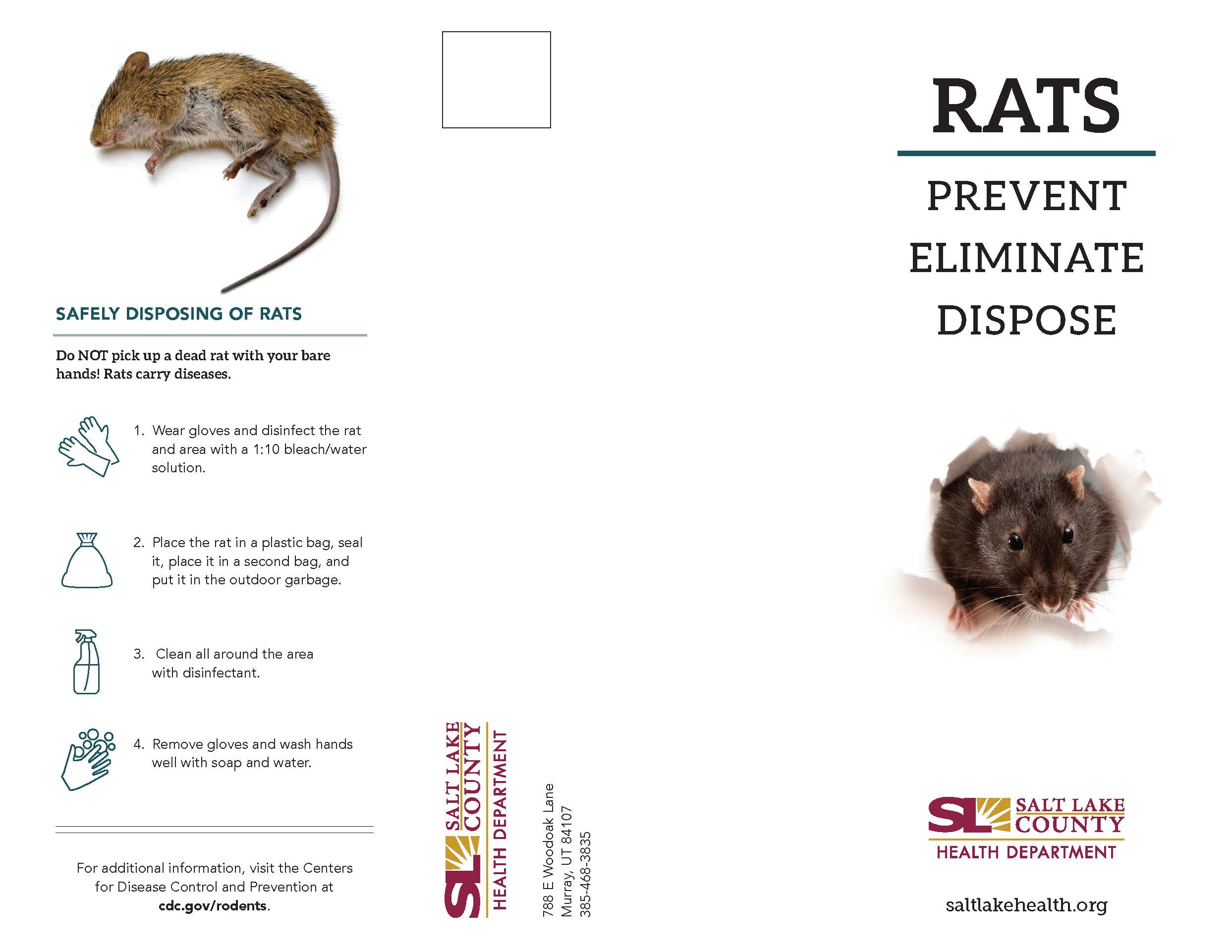 SAFELY DISPOSING OF RATS Do NOT pick up a dead rat with your bare hands! Rats carry' diseases. 1. Wear gloves and disinfect the rat and area with a 1:10 bleach/water solution. 2, Place the rat in a plastic bag, seal it, place it in a second bag, and put it in the outdoor garbage. 3. Clean all around the area with disinfectant. 00 0 4. Remove gloves and wash hands well with soap and water. For additional information, visit the Centers for Disease Control and Prevention at cdc.gov/rodents. RATS PREVENT ELIMINATE DISPOSE V SALT LAKE COUNTY HEALTH DEPARTMENT saltlakehealth.org