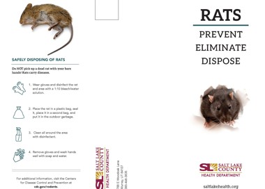 SAFELY DISPOSING OF RATS Do NOT pick up a dead rat with your bare hands! Rats carry' diseases. 1. Wear gloves and disinfect the rat and area with a 1:10 bleach/water solution. 2, Place the rat in a plastic bag, seal it, place it in a second bag, and put it in the outdoor garbage. 3. Clean all around the area with disinfectant. 00 0 4. Remove gloves and wash hands well with soap and water. For additional information, visit the Centers for Disease Control and Prevention at cdc.gov/rodents. RATS PREVENT ELIMINATE DISPOSE V SALT LAKE COUNTY HEALTH DEPARTMENT saltlakehealth.org