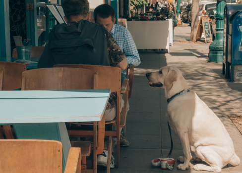 A dog sitting on a patio.