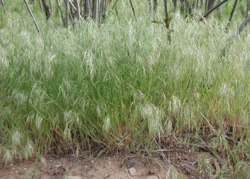 A close-up of some grass.