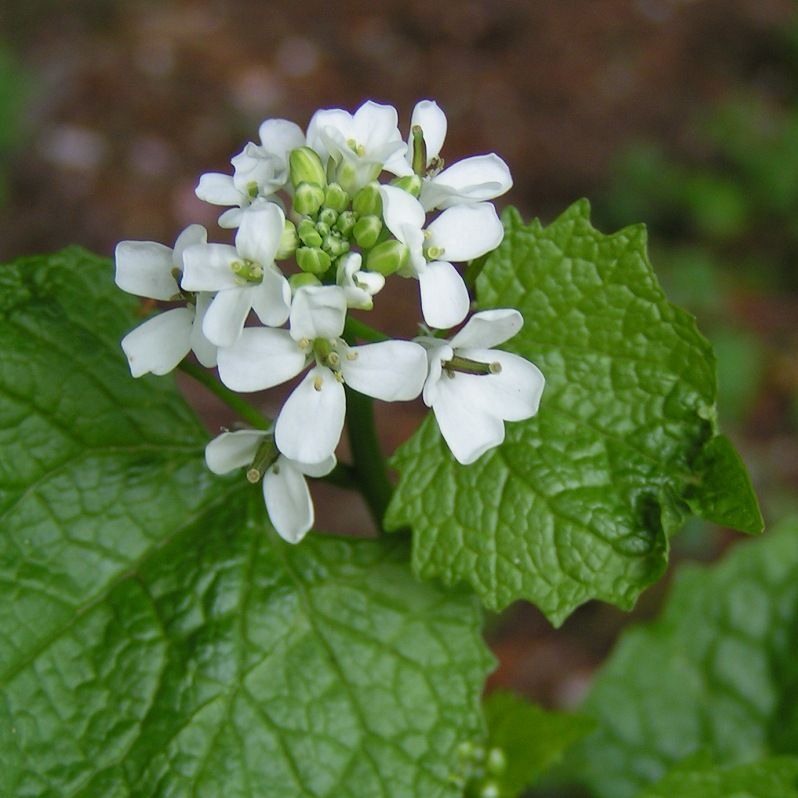 Garlic mustard with small white four-petal flowers and green leaves
