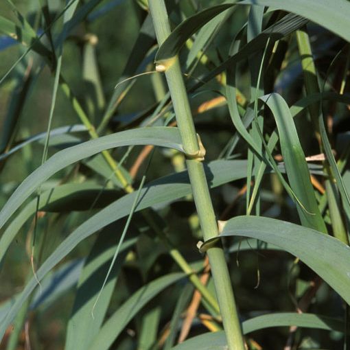 Giant reed with tall bamboo-like stalks and long narrow leaves