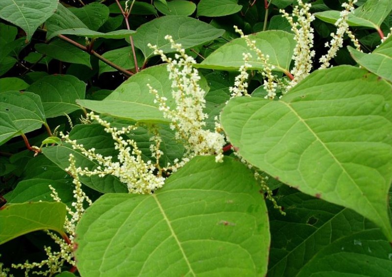 Japanese knotweed with broad leaves and clusters of small white flowers