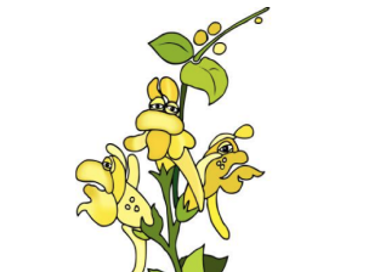 A group of butterflies.