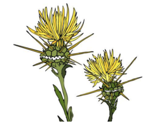 A close up of a flower.