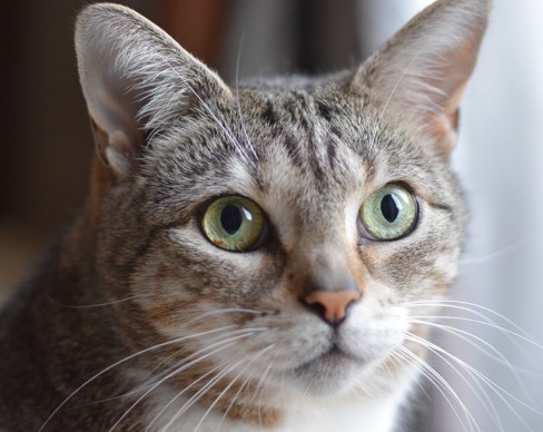 A cat with green eyes.