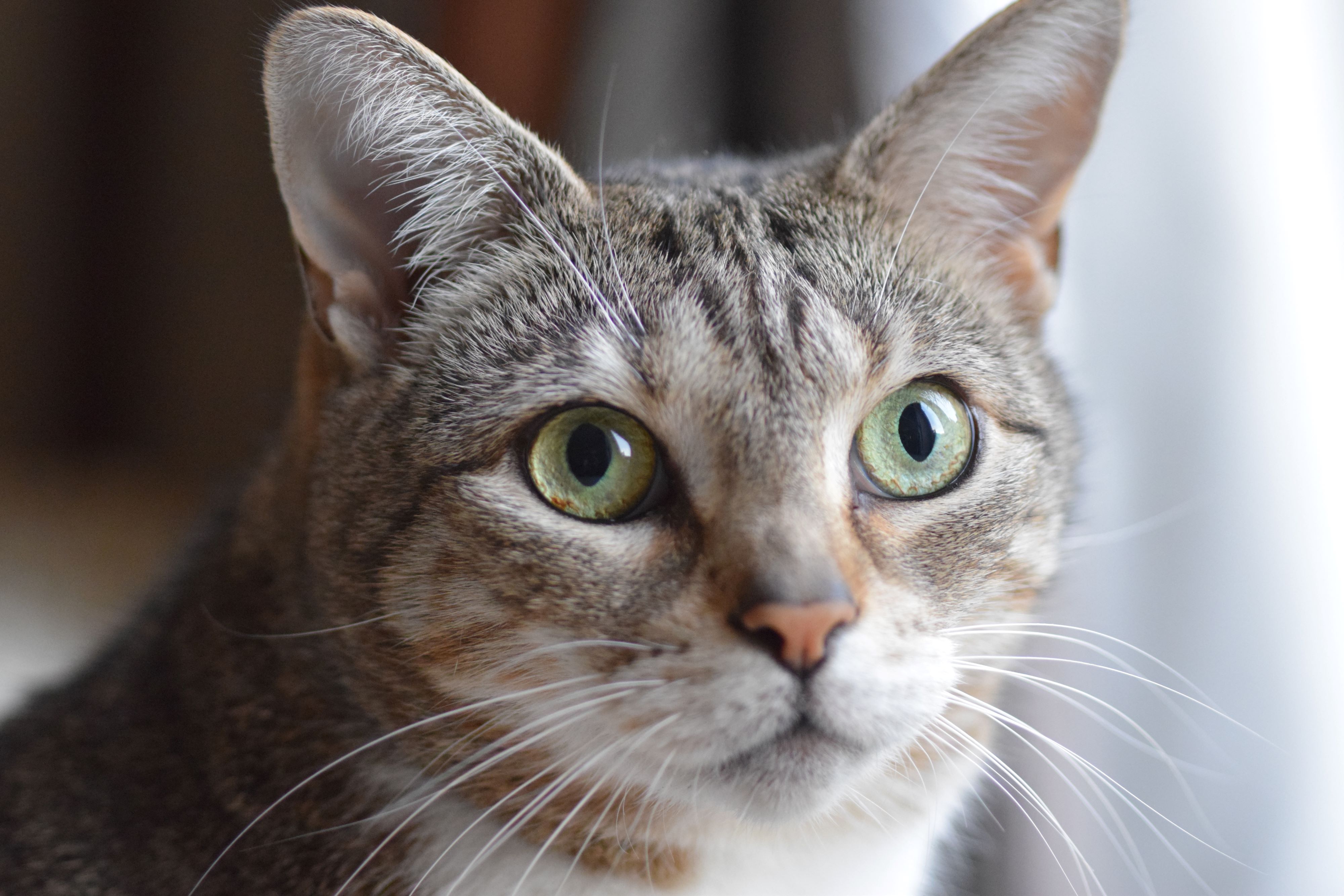 A cat with green eyes.