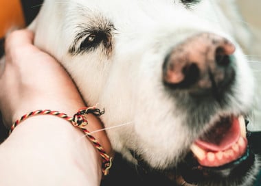 A dog with its mouth open.
