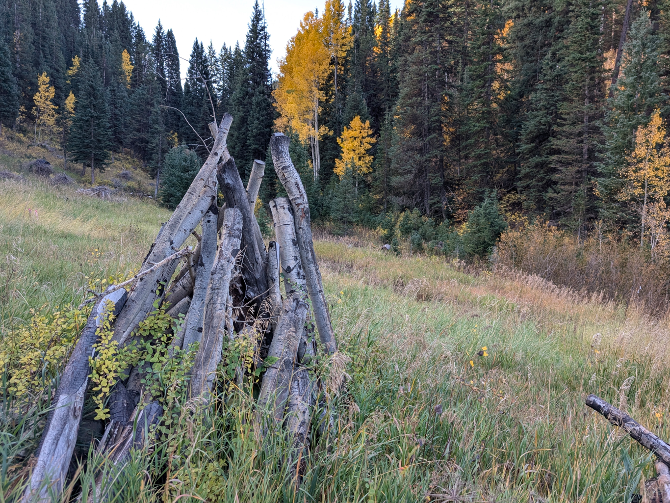 A tree stump in a grassy area with trees in the back.