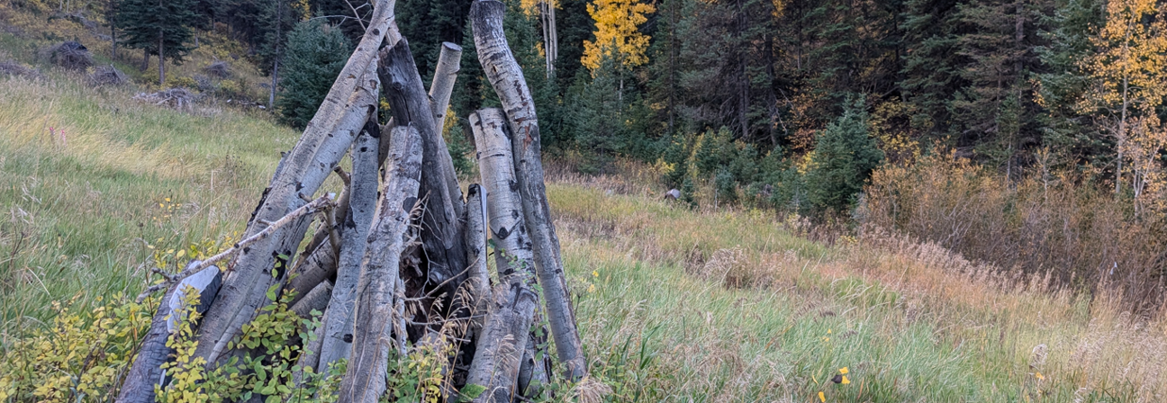 A tree stump in a grassy area with trees in the back.