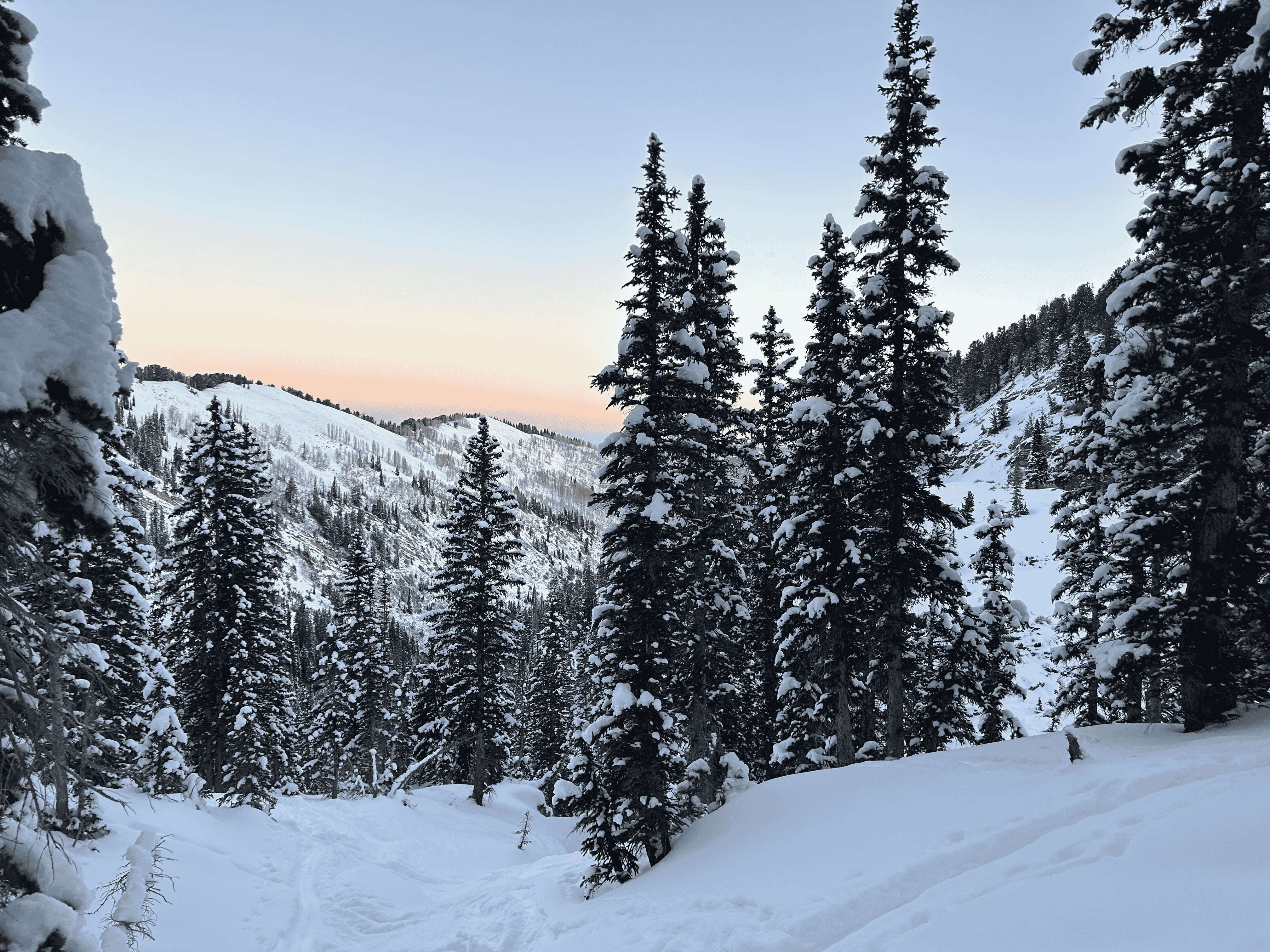 A snowy mountain with trees.