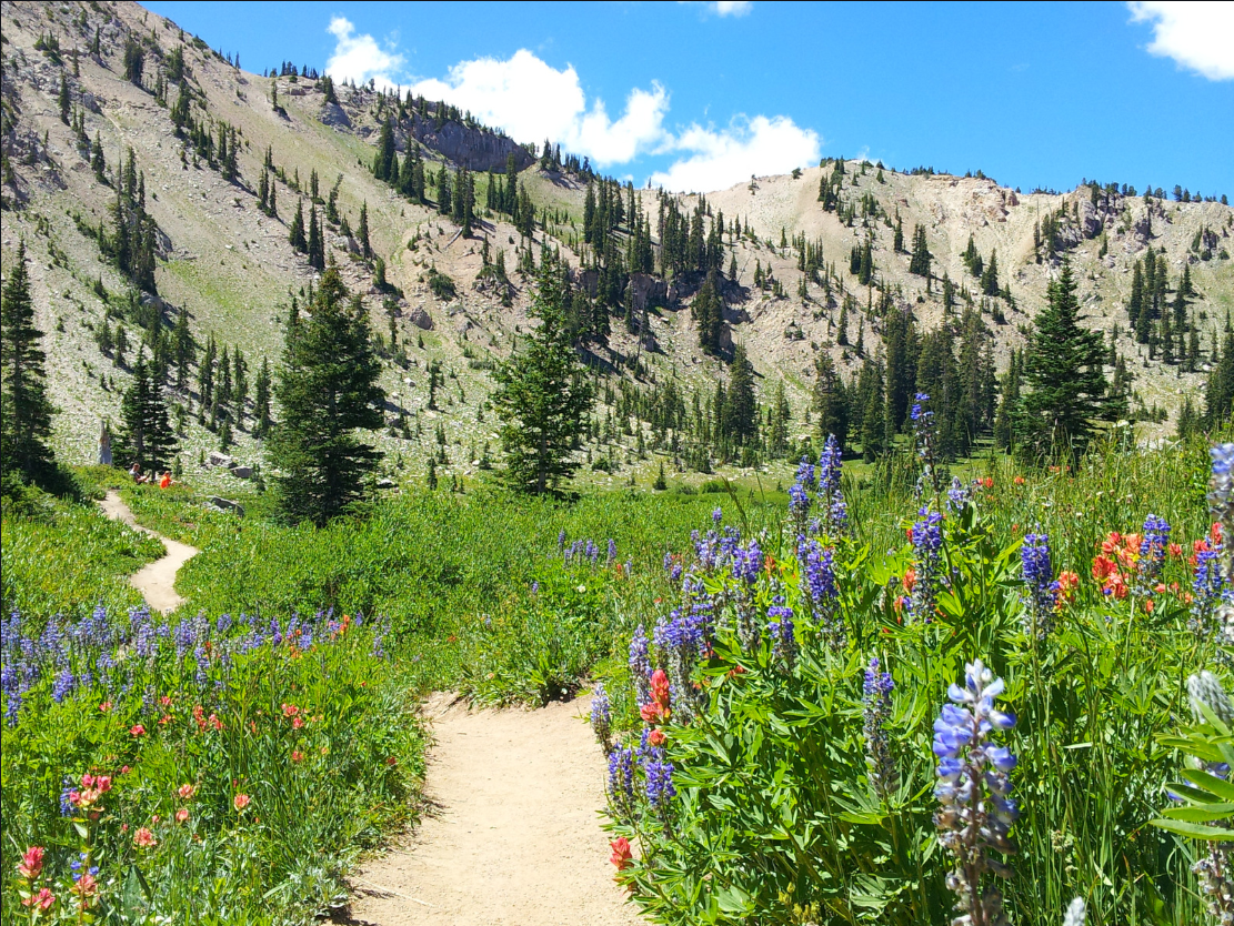 A dirt path through a field of flowers with trees and mountains in the background.