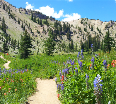 A dirt path through a field of flowers with trees and mountains in the background.