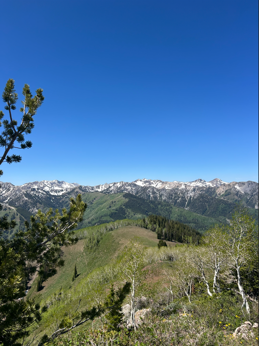 A grassy hill with trees and mountains in the background.