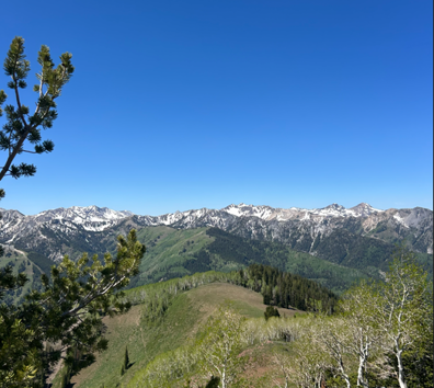 A grassy hill with trees and mountains in the background.