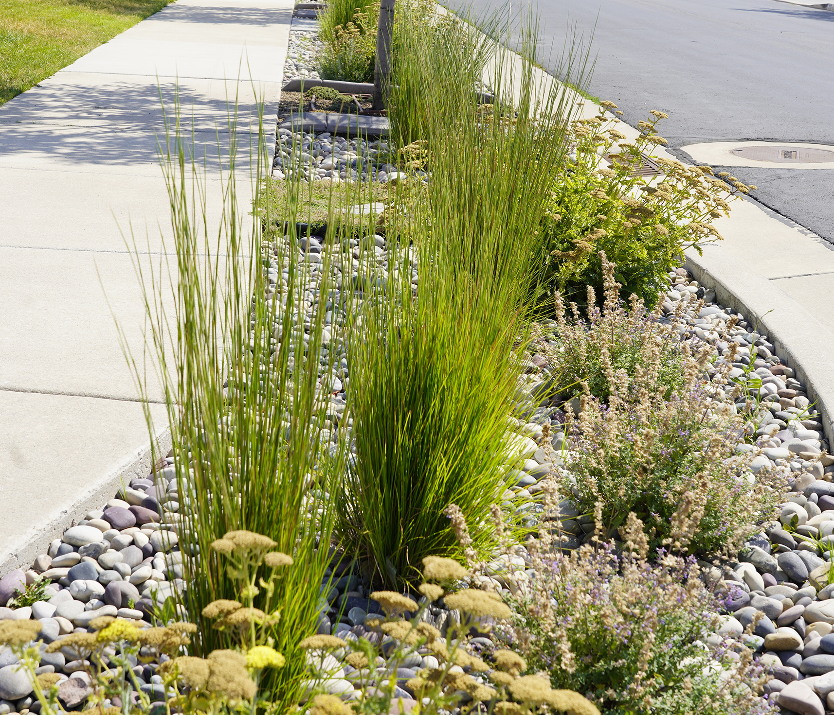 A garden with rocks and plants.
