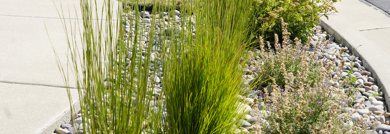 A garden with rocks and plants.