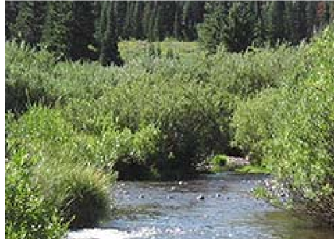 A stream in a forest.