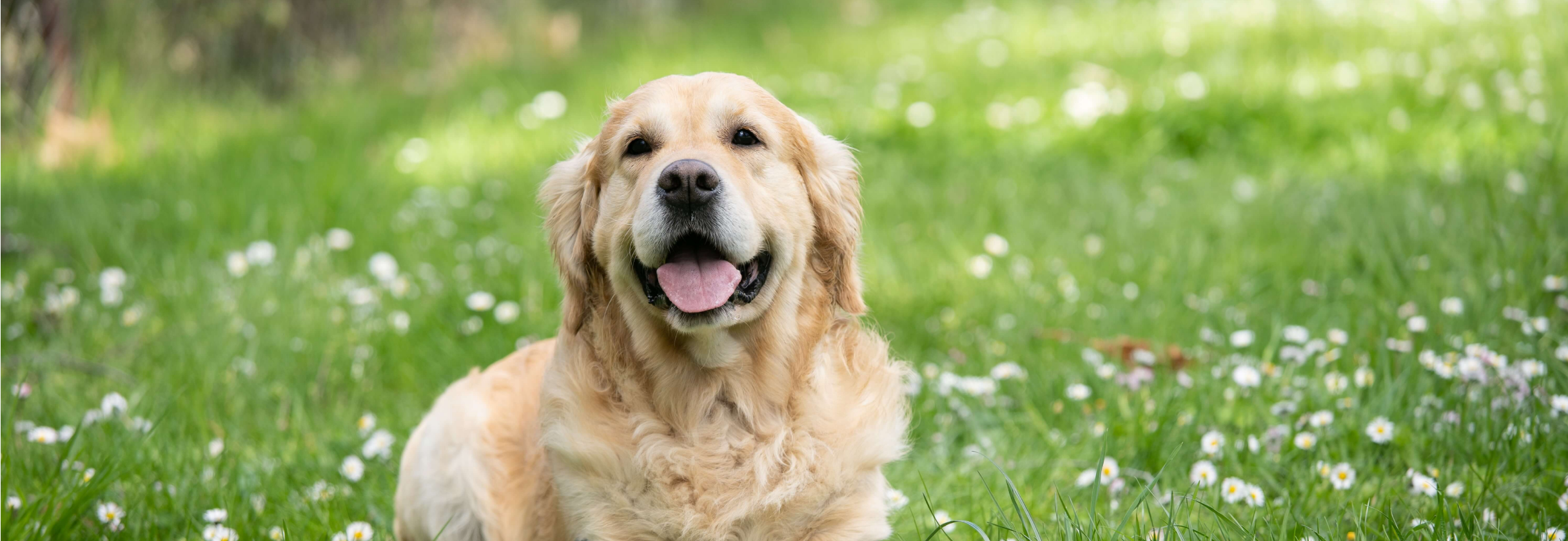 A dog lying in a grassy field.