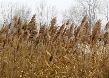 A field of wheat.