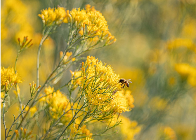 A bee on a yellow flower.