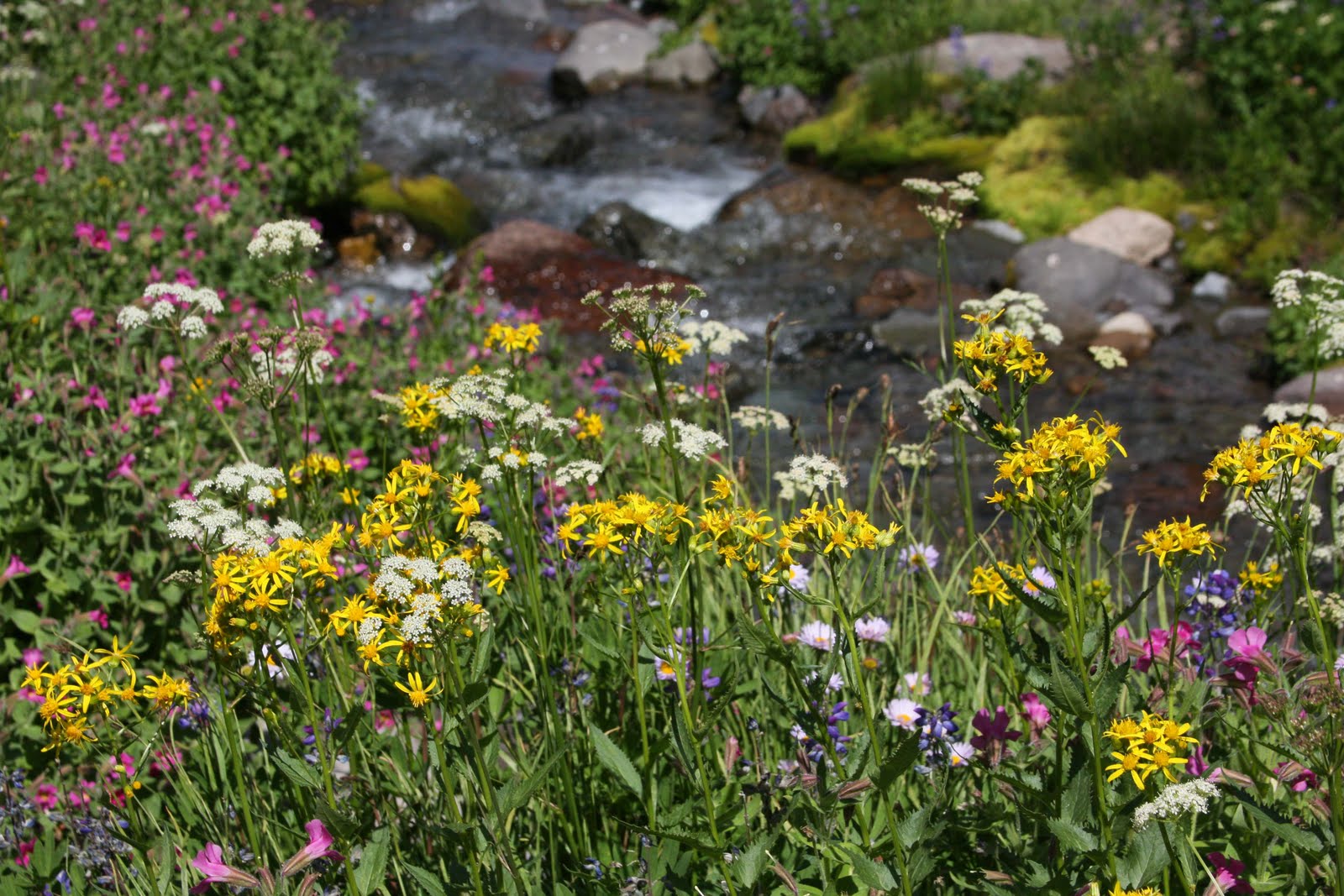 Flowers along a stream.