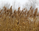 A field of wheat.